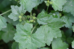 Hydrocotyle javanica